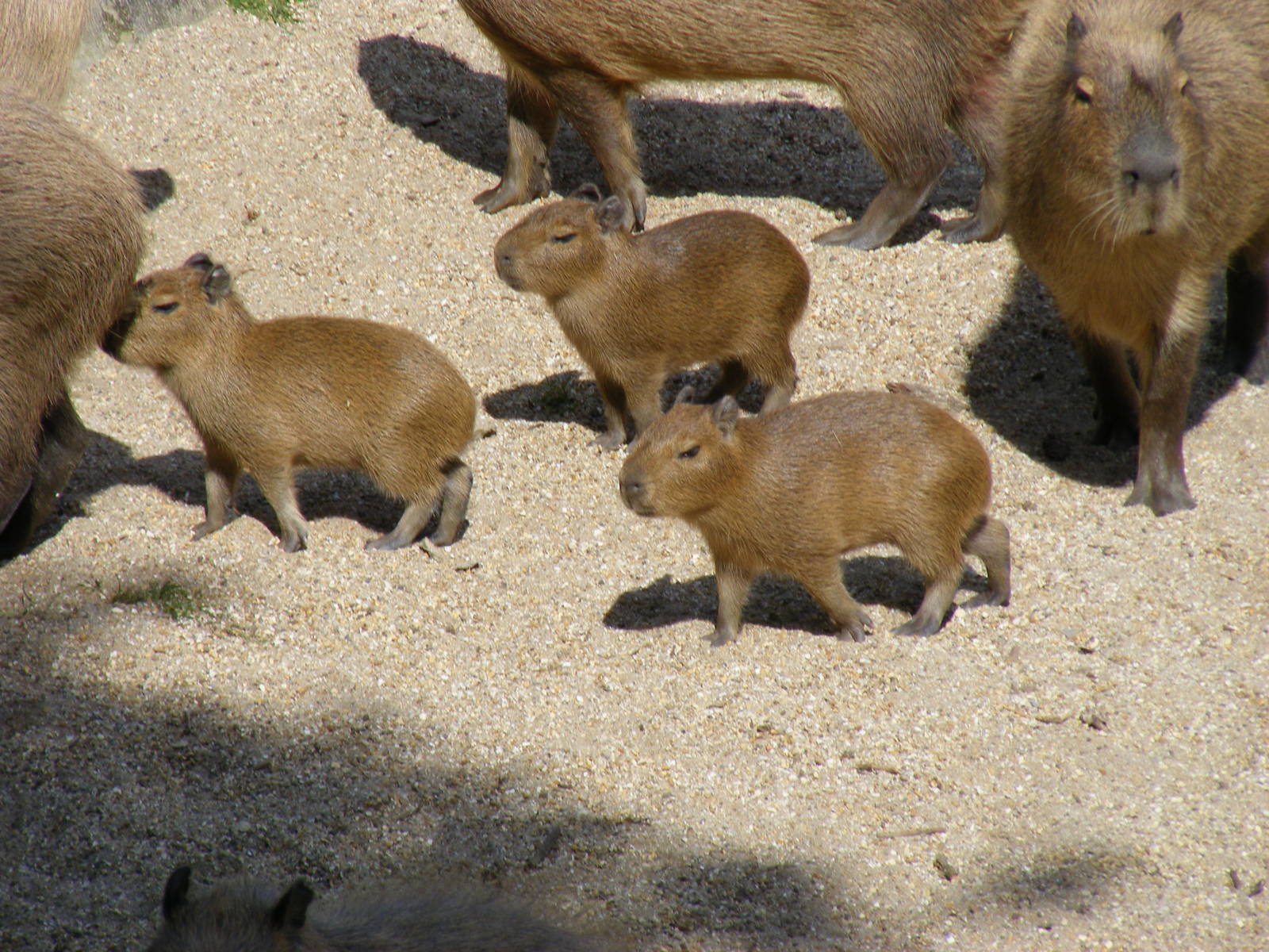 Capybara pups born 15th June at Marwell Wildlife, 27 June 2010