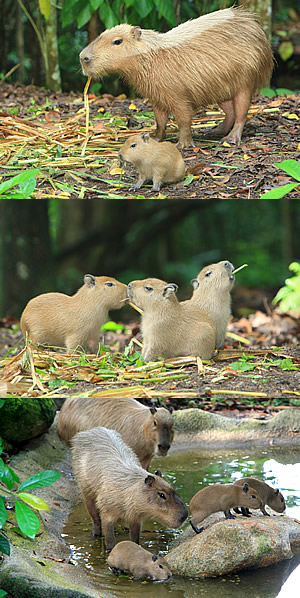Capybara pups, Night Safari