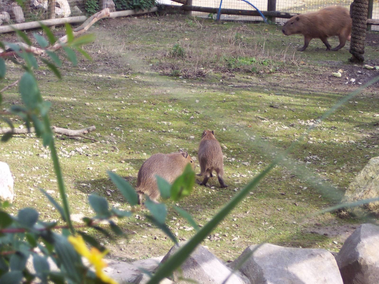 Capybara Pups