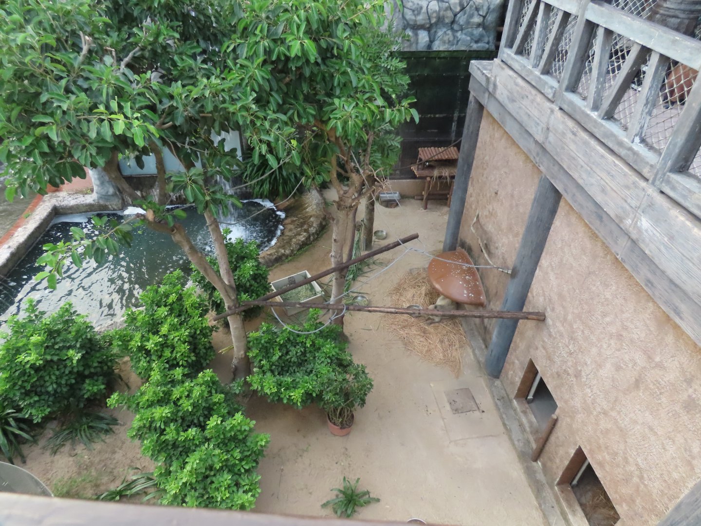 Capybara/Red handed marmoset