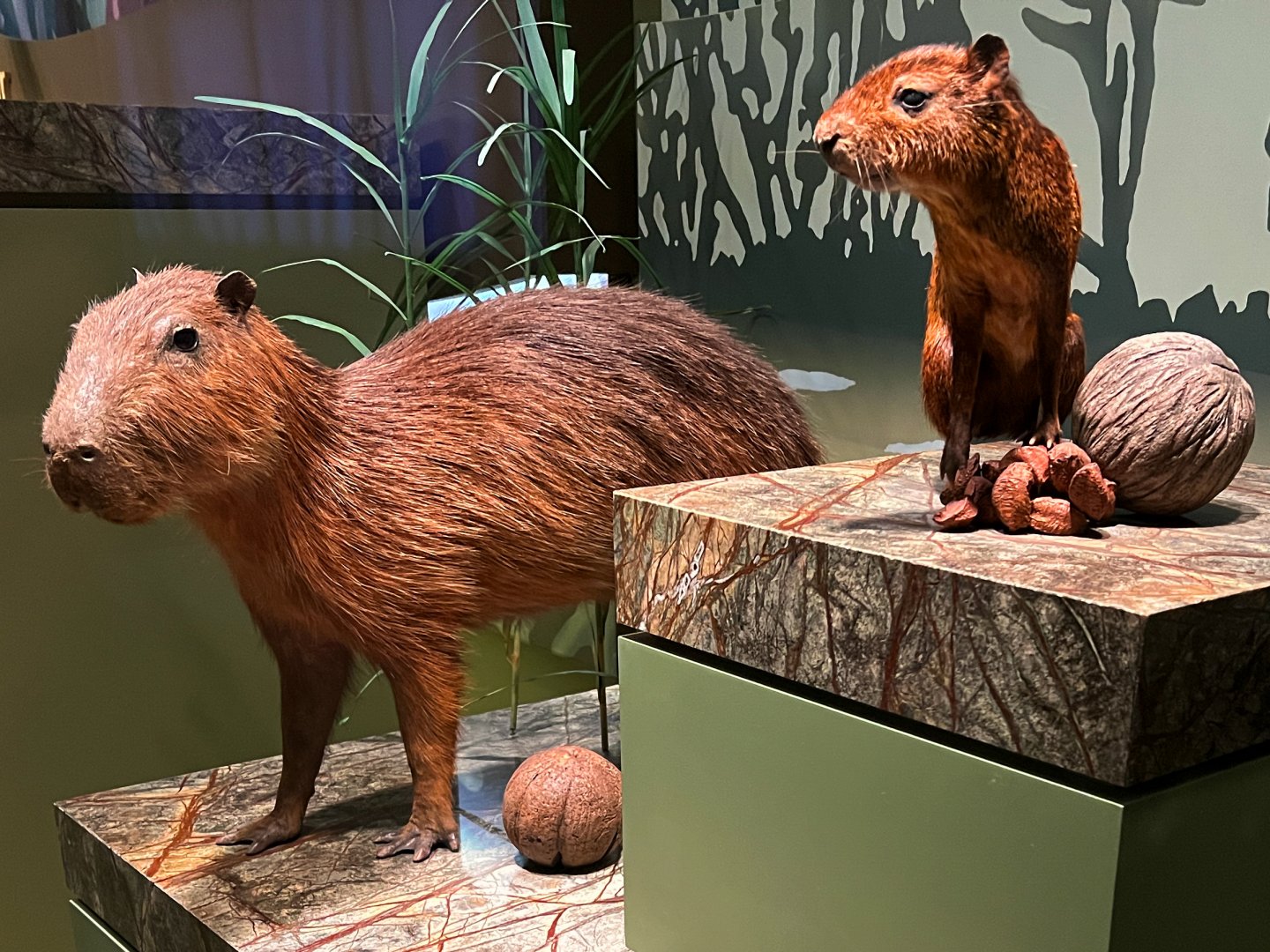 Capybara & Red Rumped Agouti