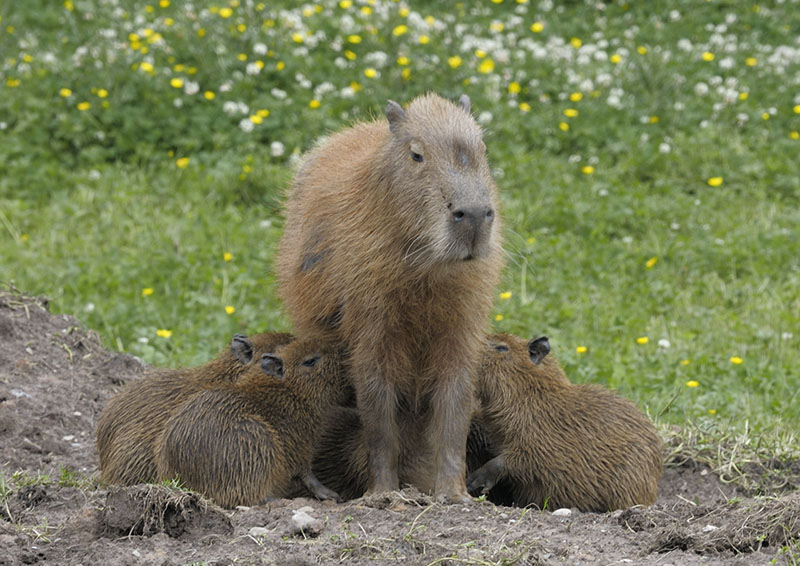 Capybara refuelling