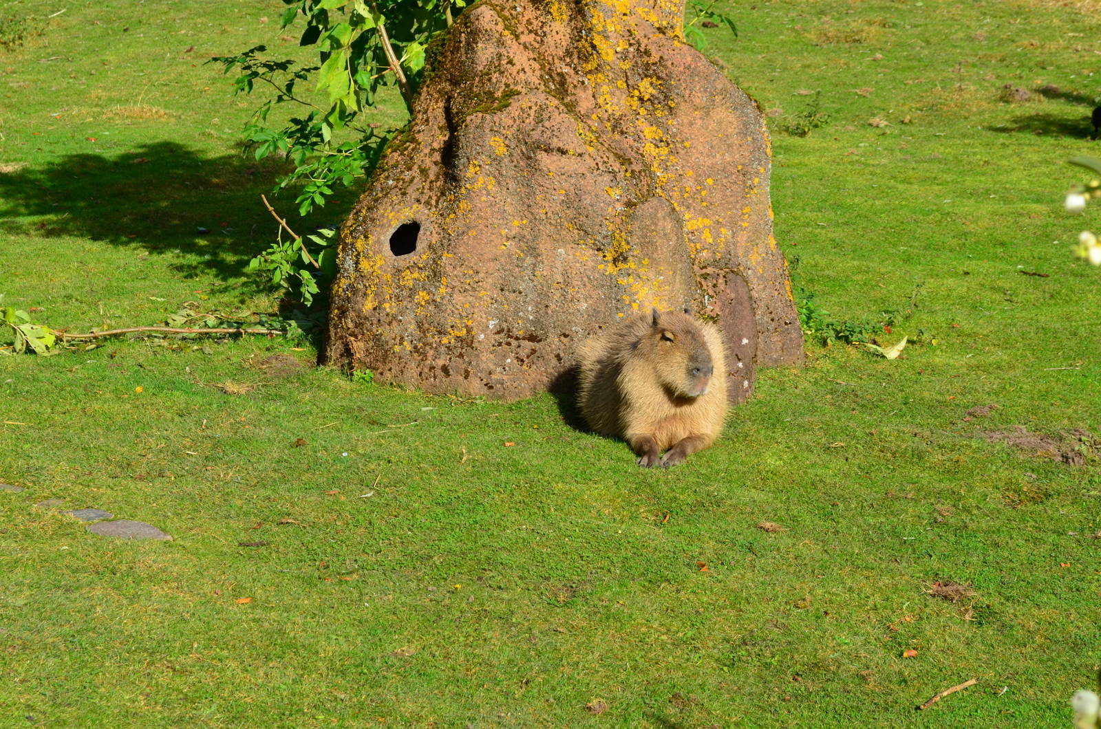 Capybara resting in the sun