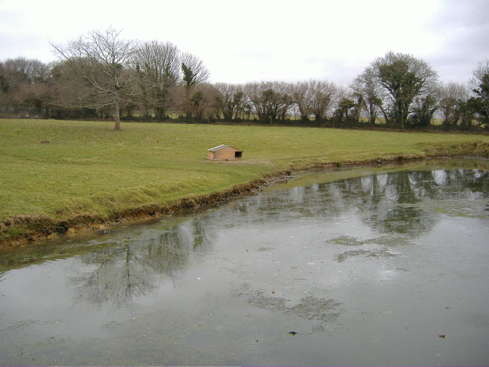 capybara, rhea at dartmoor zoo