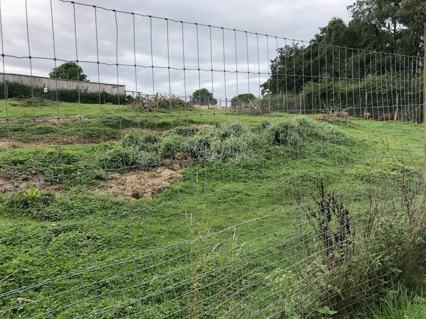 Capybara/Rhea Enclosure at Northumberland Country Zoo (September 2021)