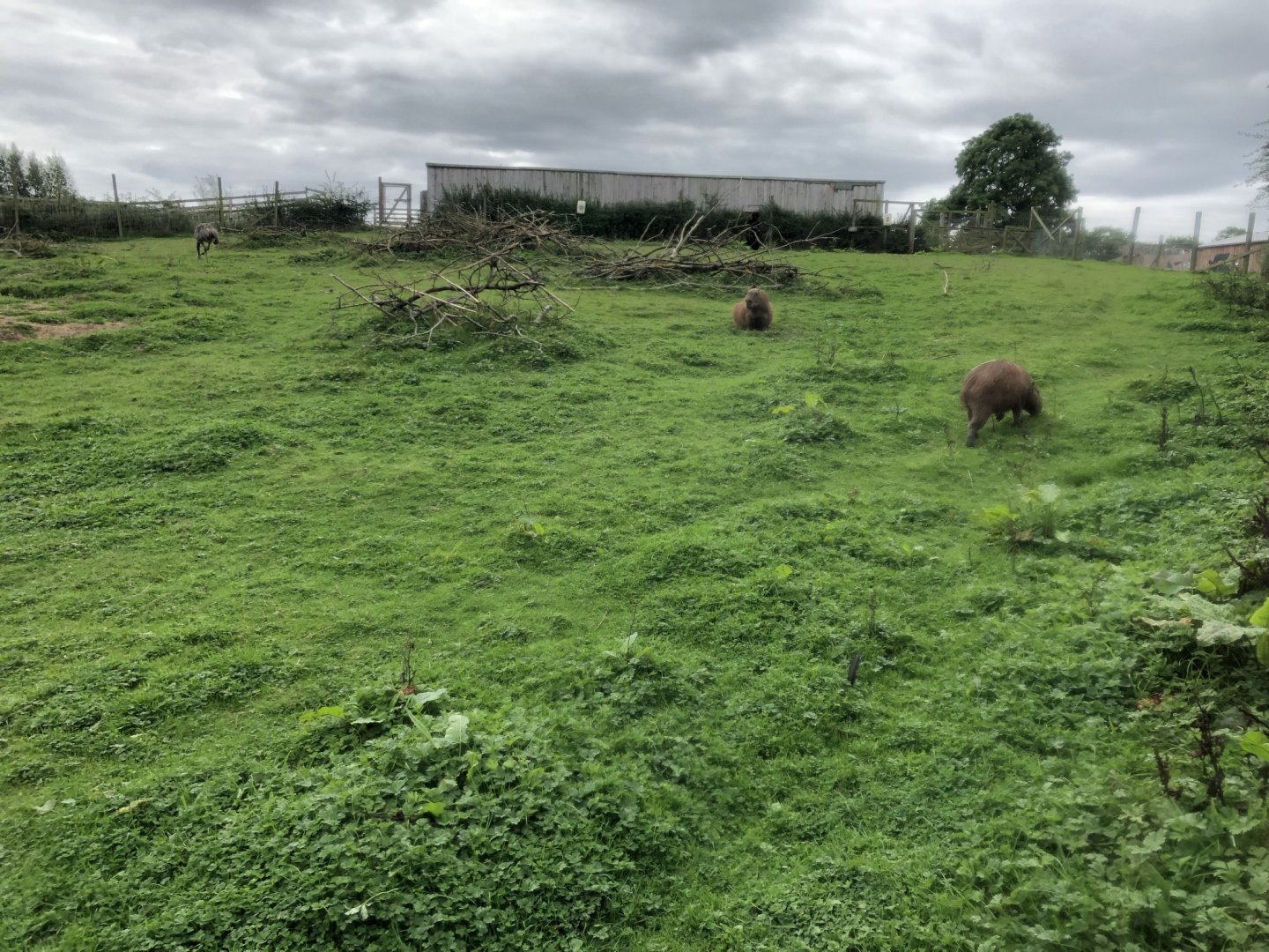 Capybara/Rhea Enclosure at Northumberland Country Zoo (September 2021)