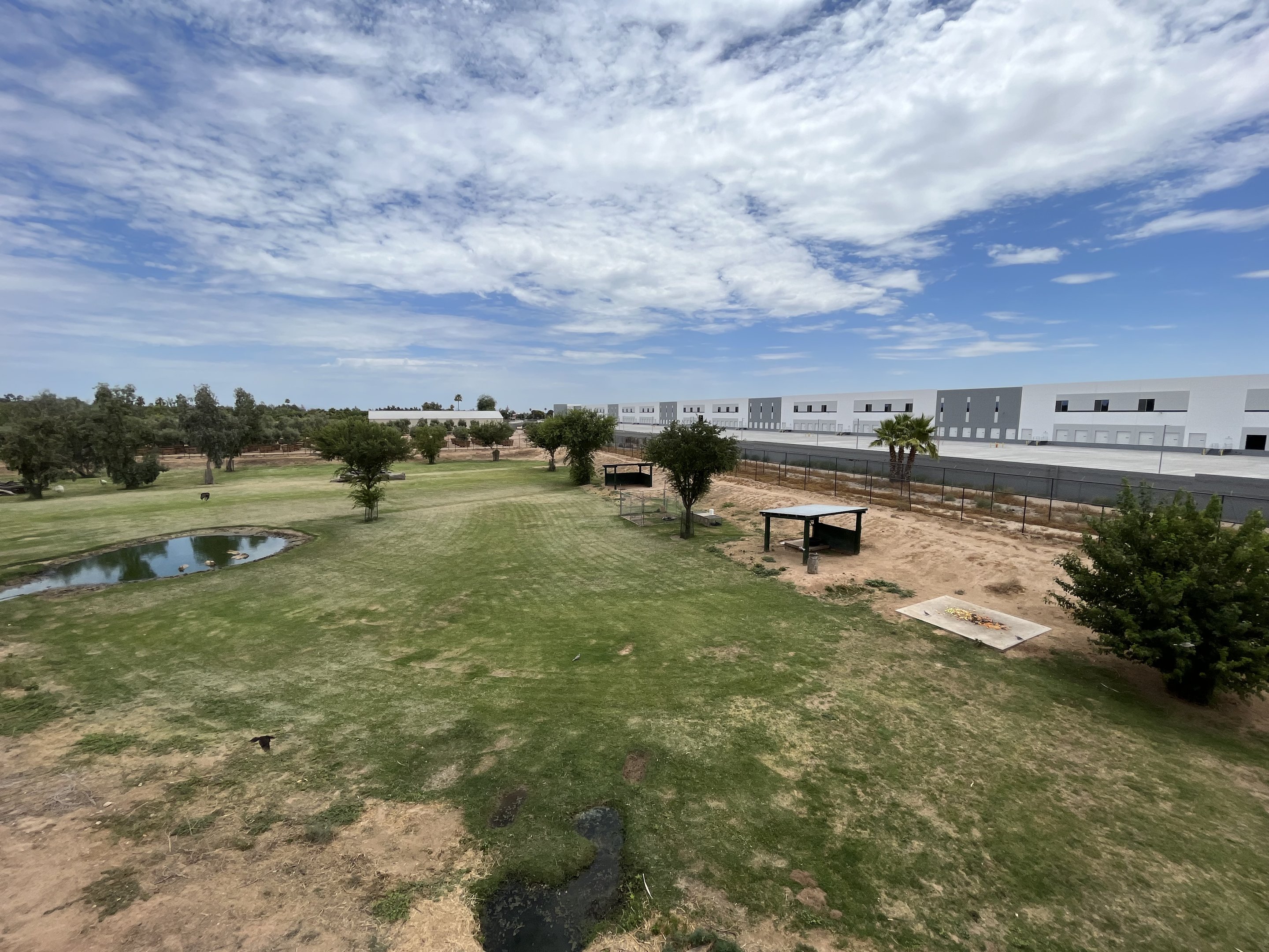 Capybara/Rhea Exhibit