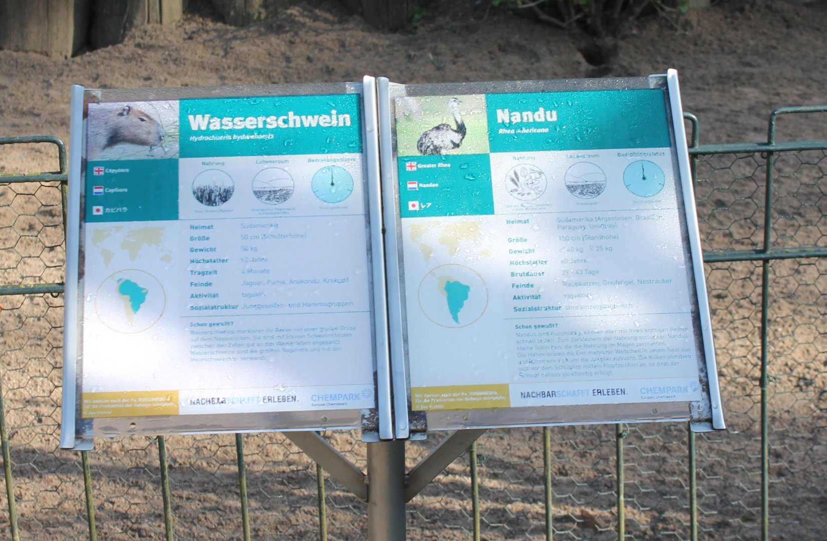 Capybara - Rhea signs