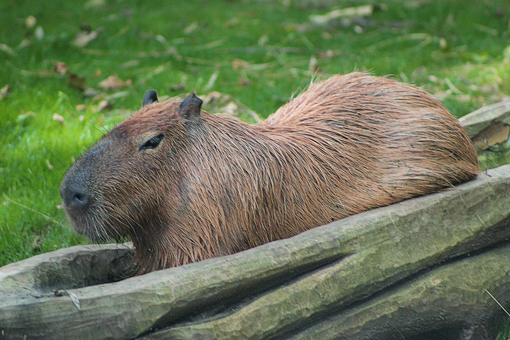 Capybara - Rivers Edge
