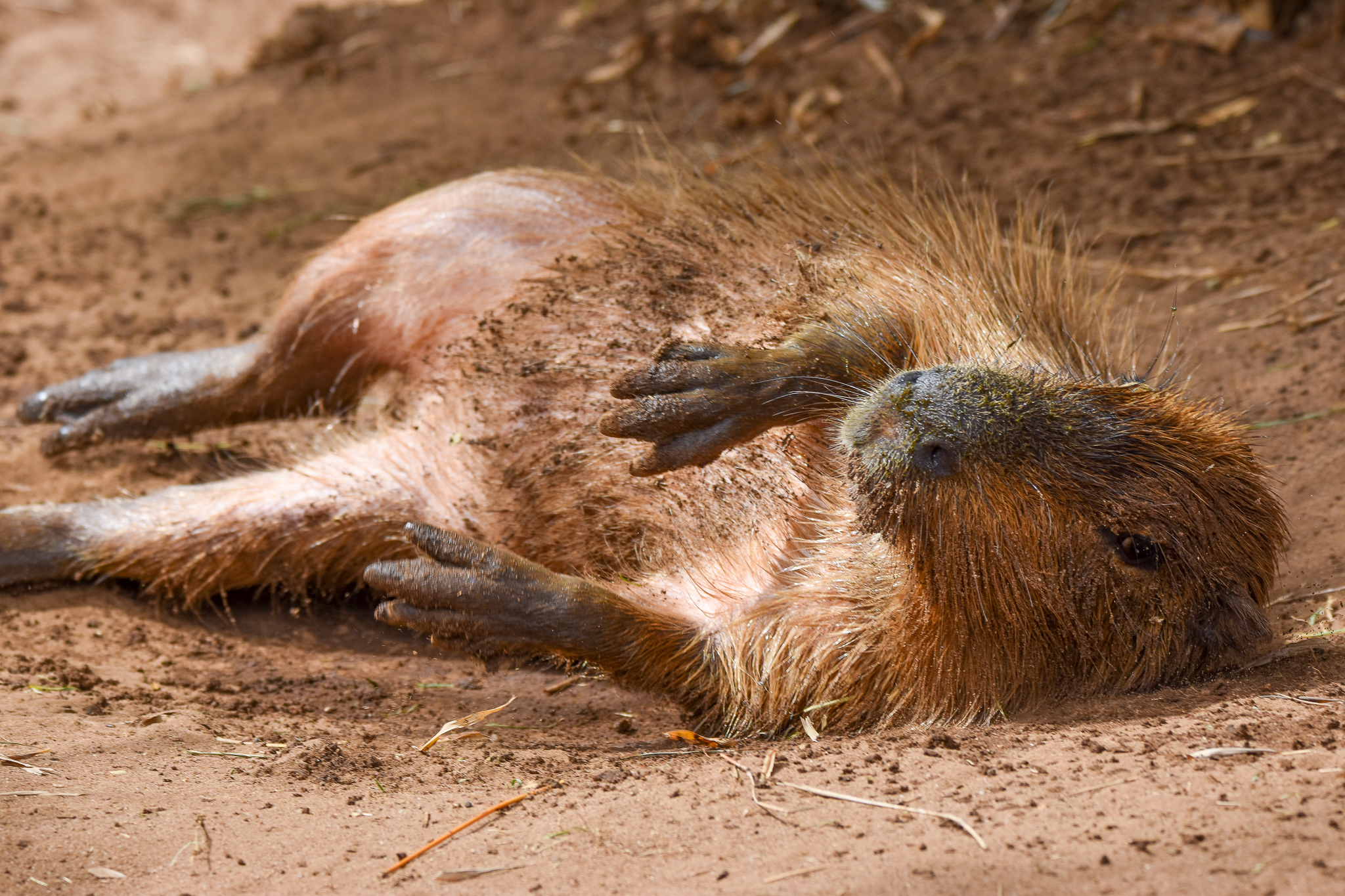 Capybara rollover