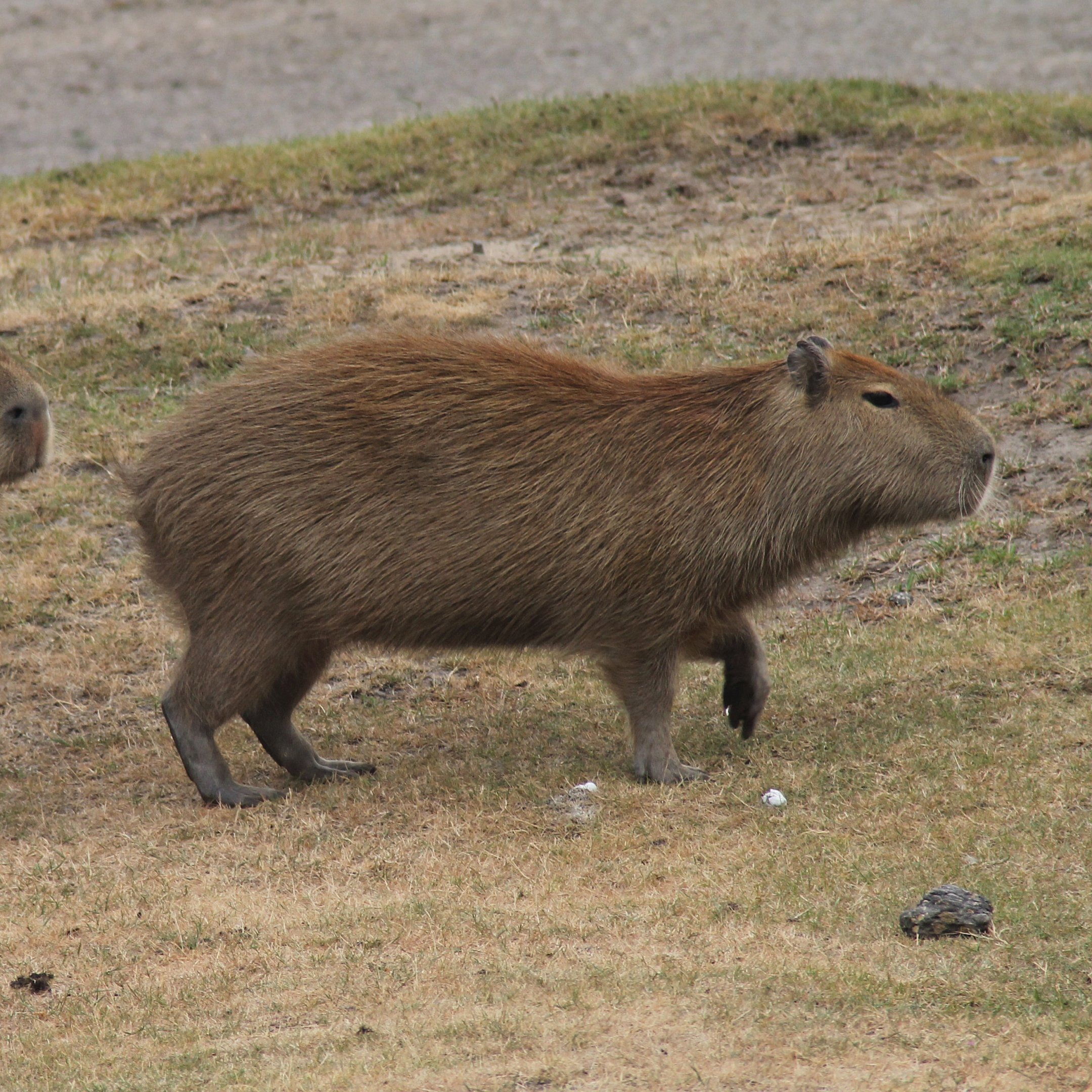 Capybara | Safari