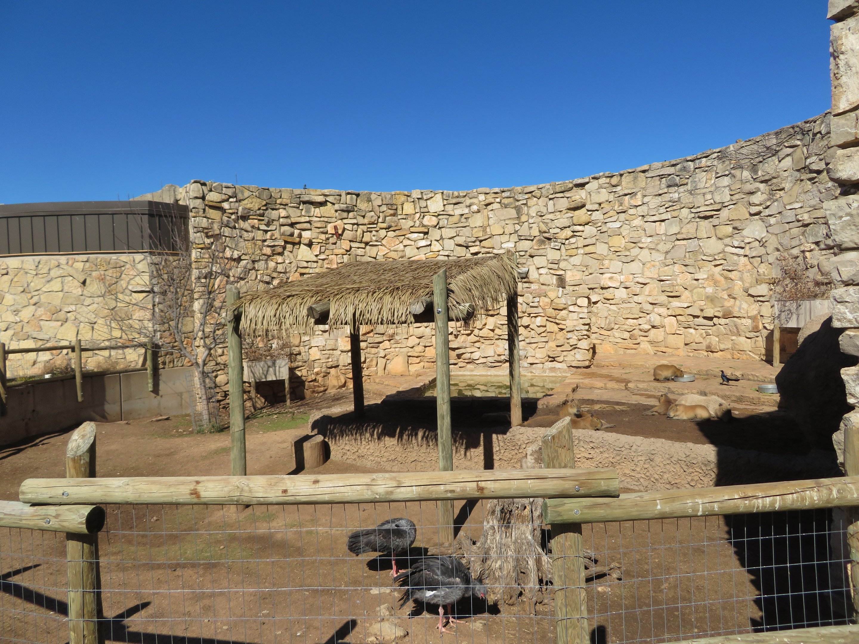 Capybara/Screamer Yard