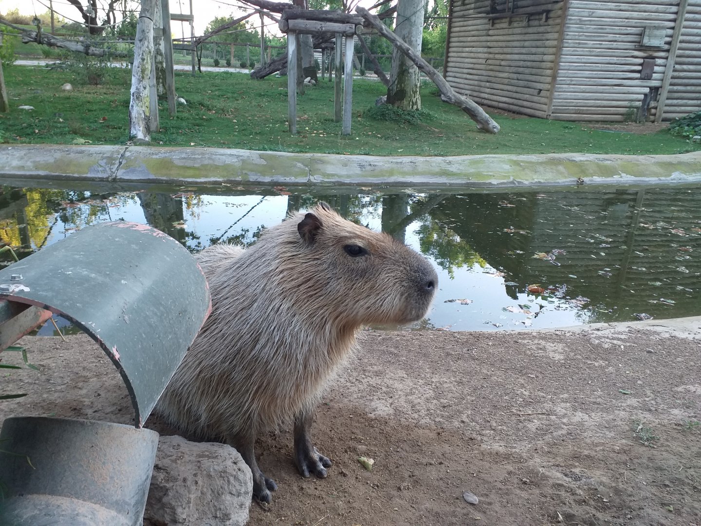 Capybara -Sendaviva (2020)