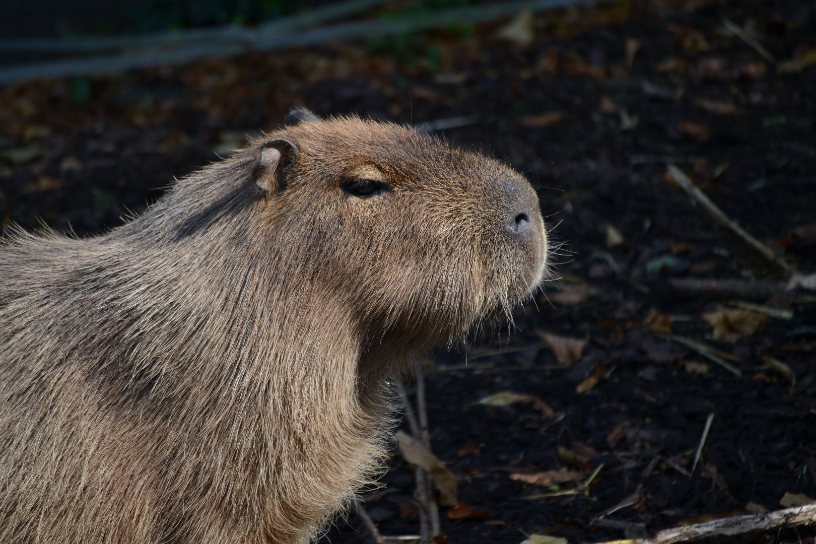 Capybara - September 2016