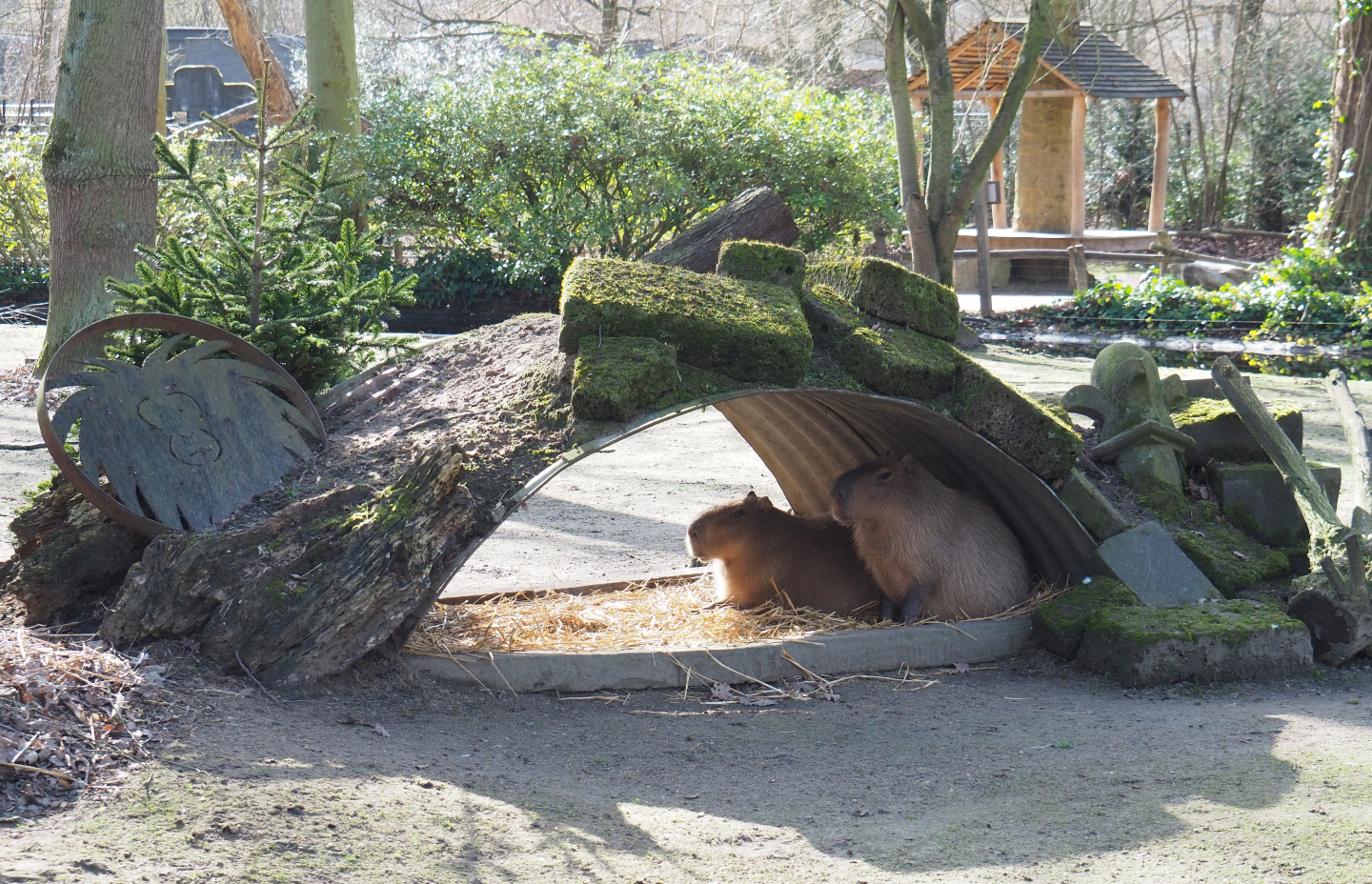 Capybara shelter, 2021-02-23