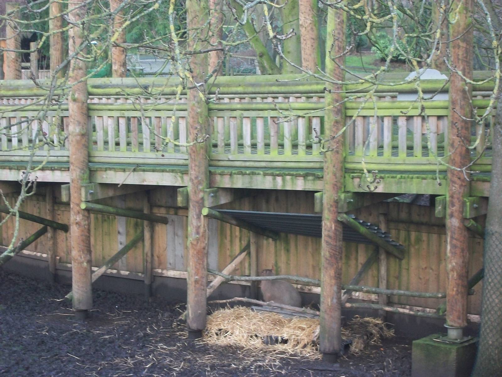 Capybara shelter 4th January 2013