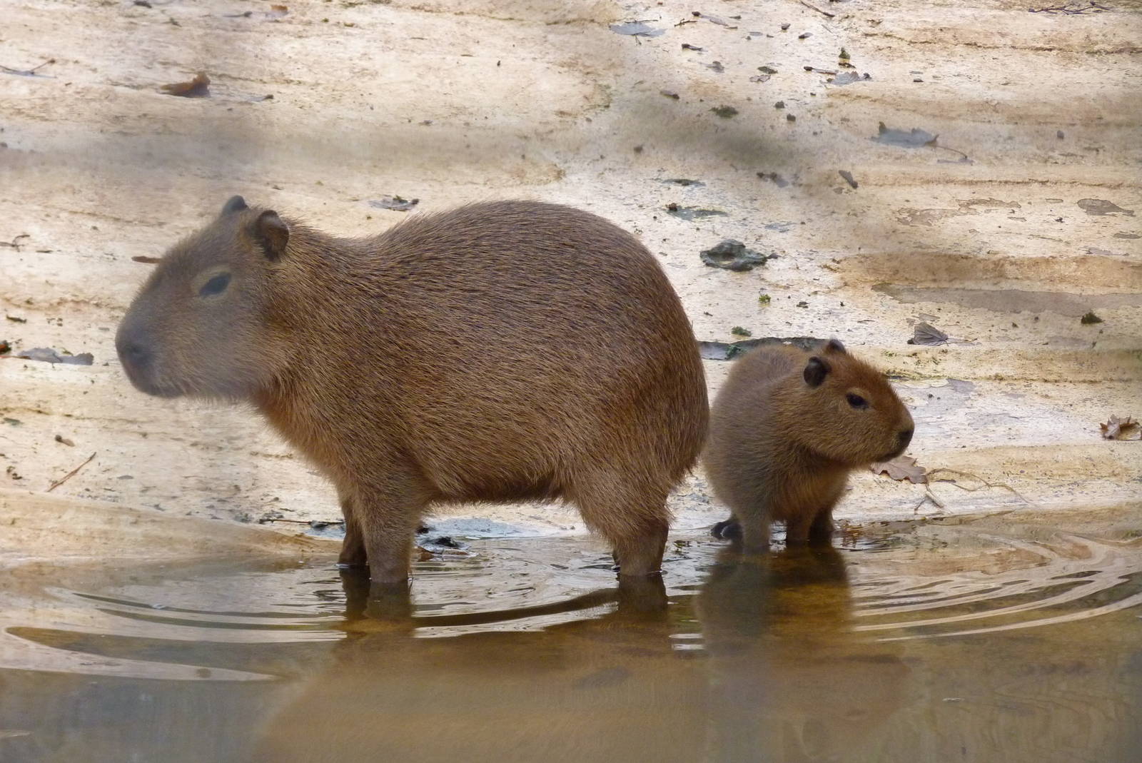 Capybara siblings, 26 November 2014