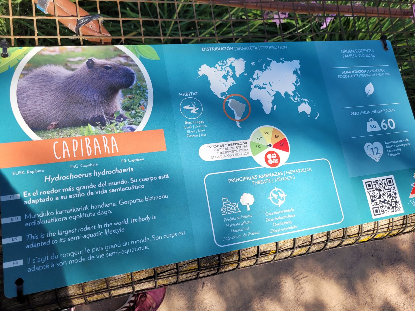 Capybara sign -Sendaviva (2024)