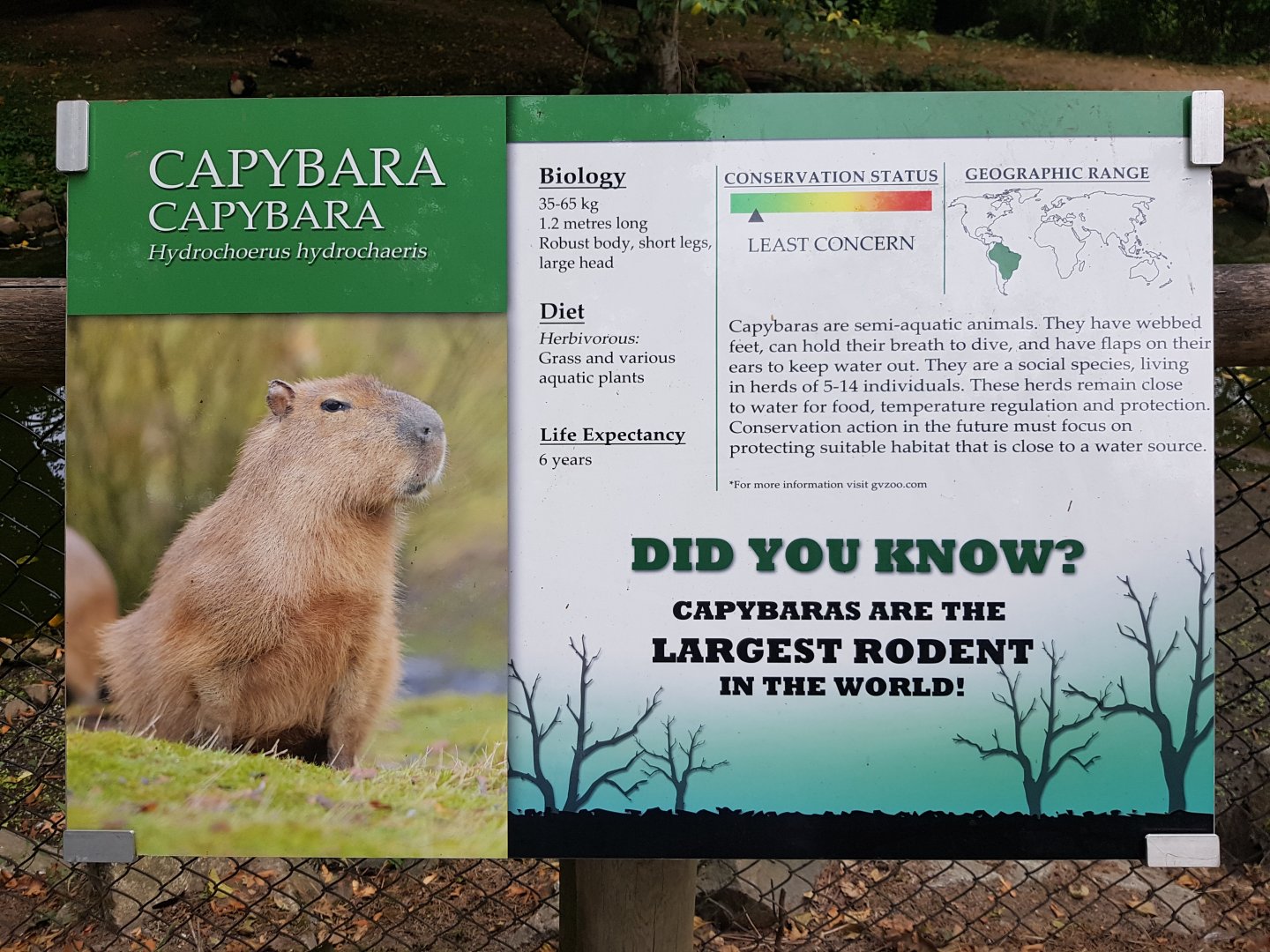 Capybara Sign