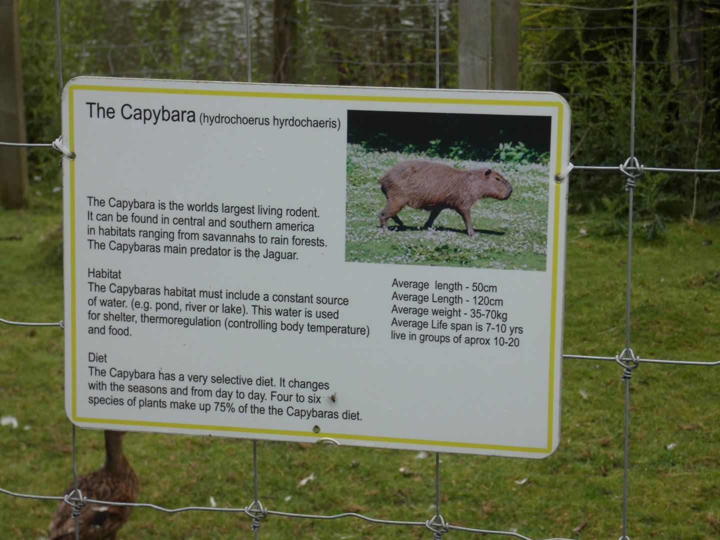 Capybara signage (Greenacres Animal Park)