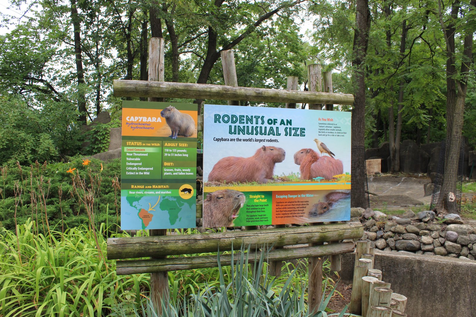 Capybara Signage - Pachyderm House
