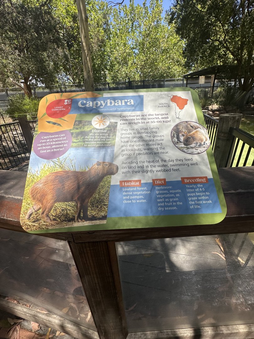 Capybara signage