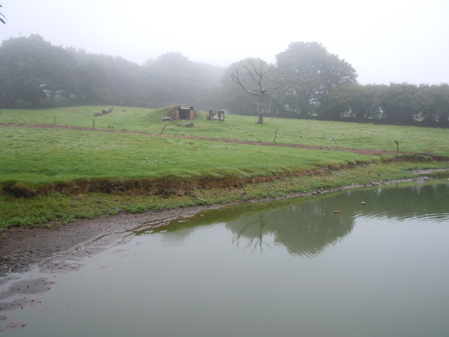 Capybara. South American tapir and Greater rhea enclosure 050820
