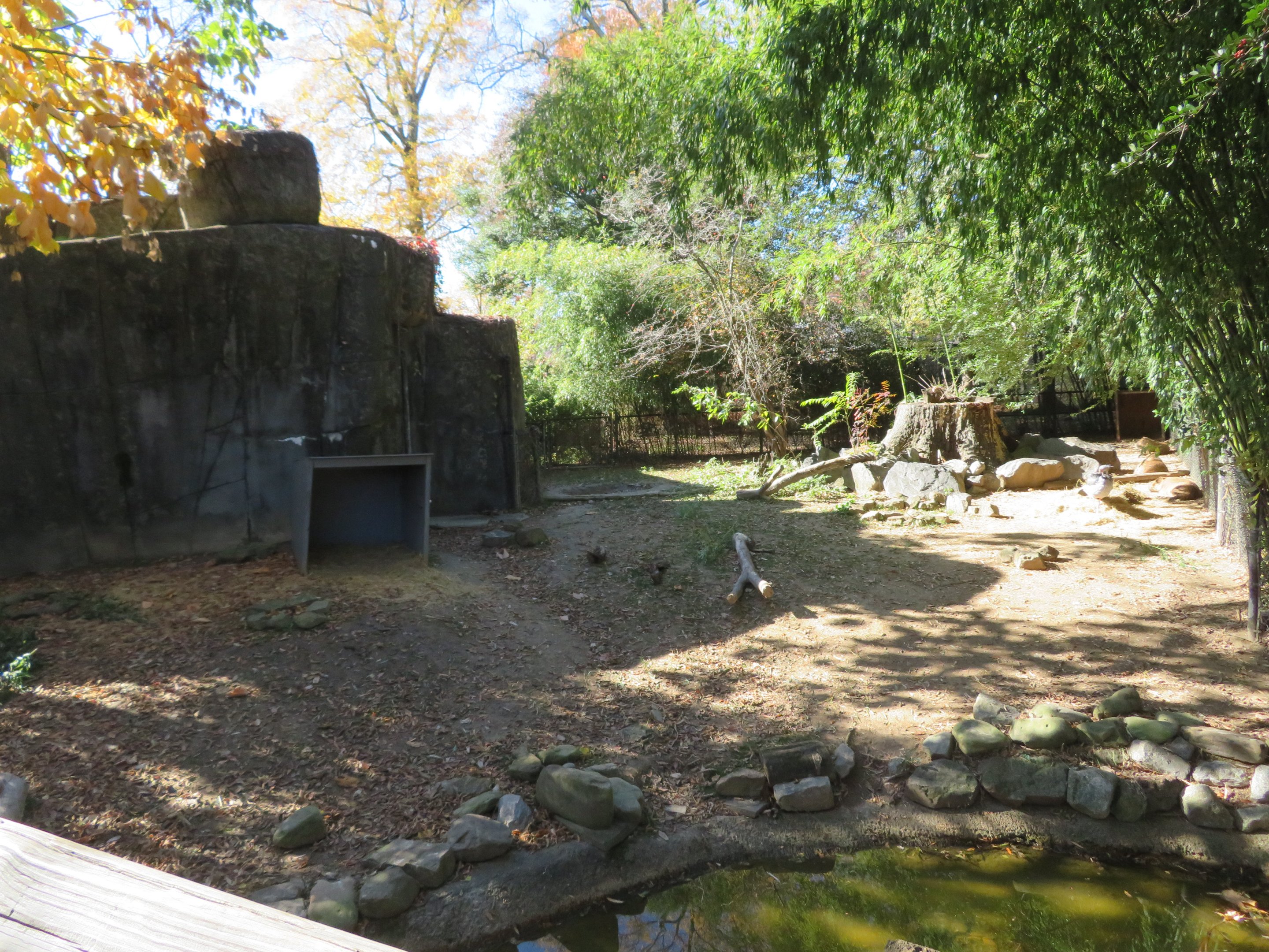 Capybara/Southern Screamer Exhibit