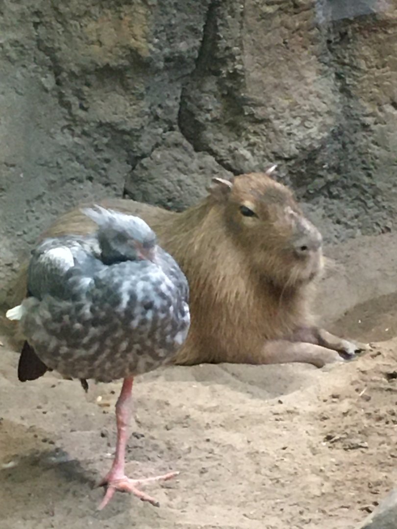 Capybara & Southern Screamer