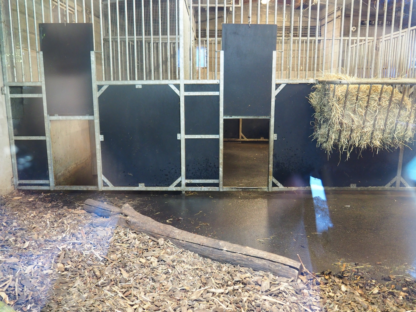 Capybara stables (Oct 13th, 2018)