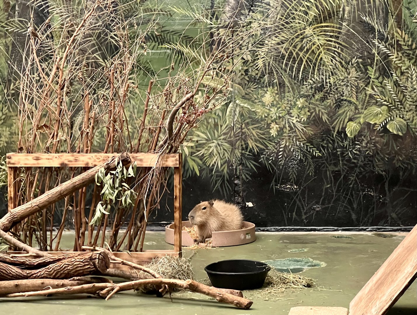 Capybara Stall