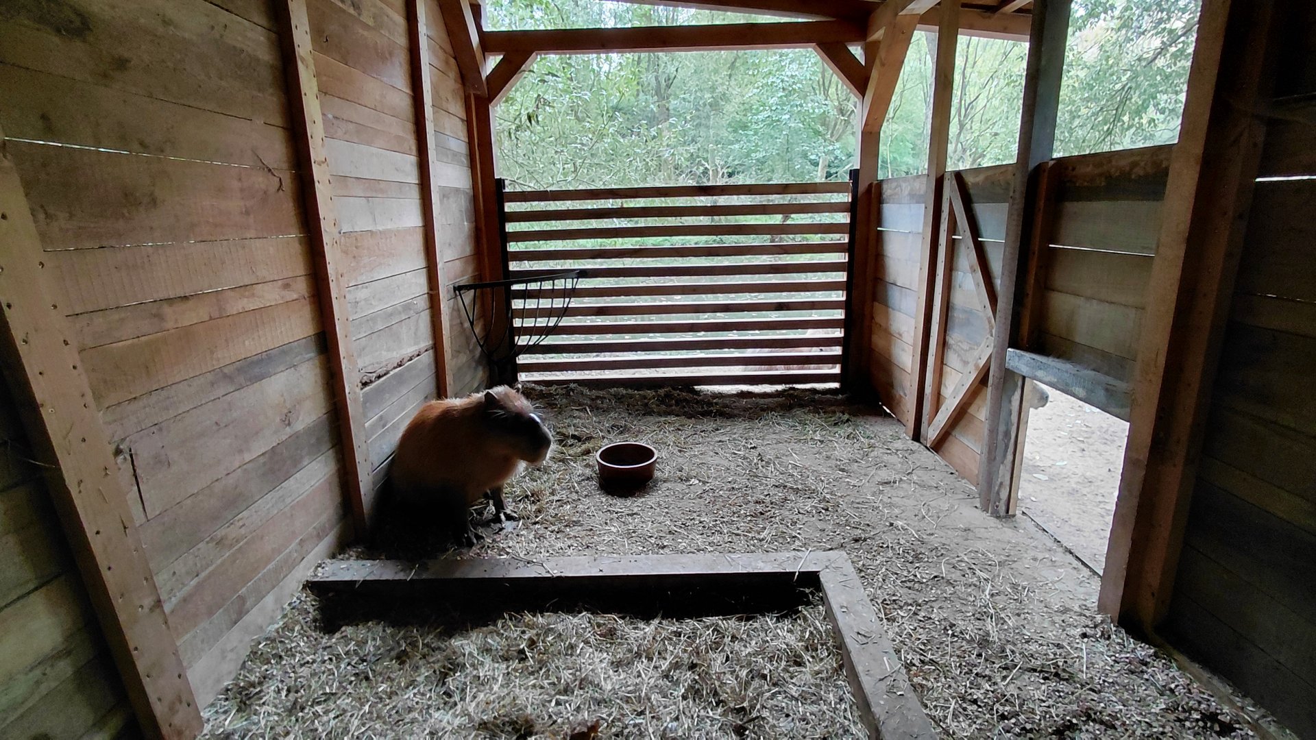 Capybara stall