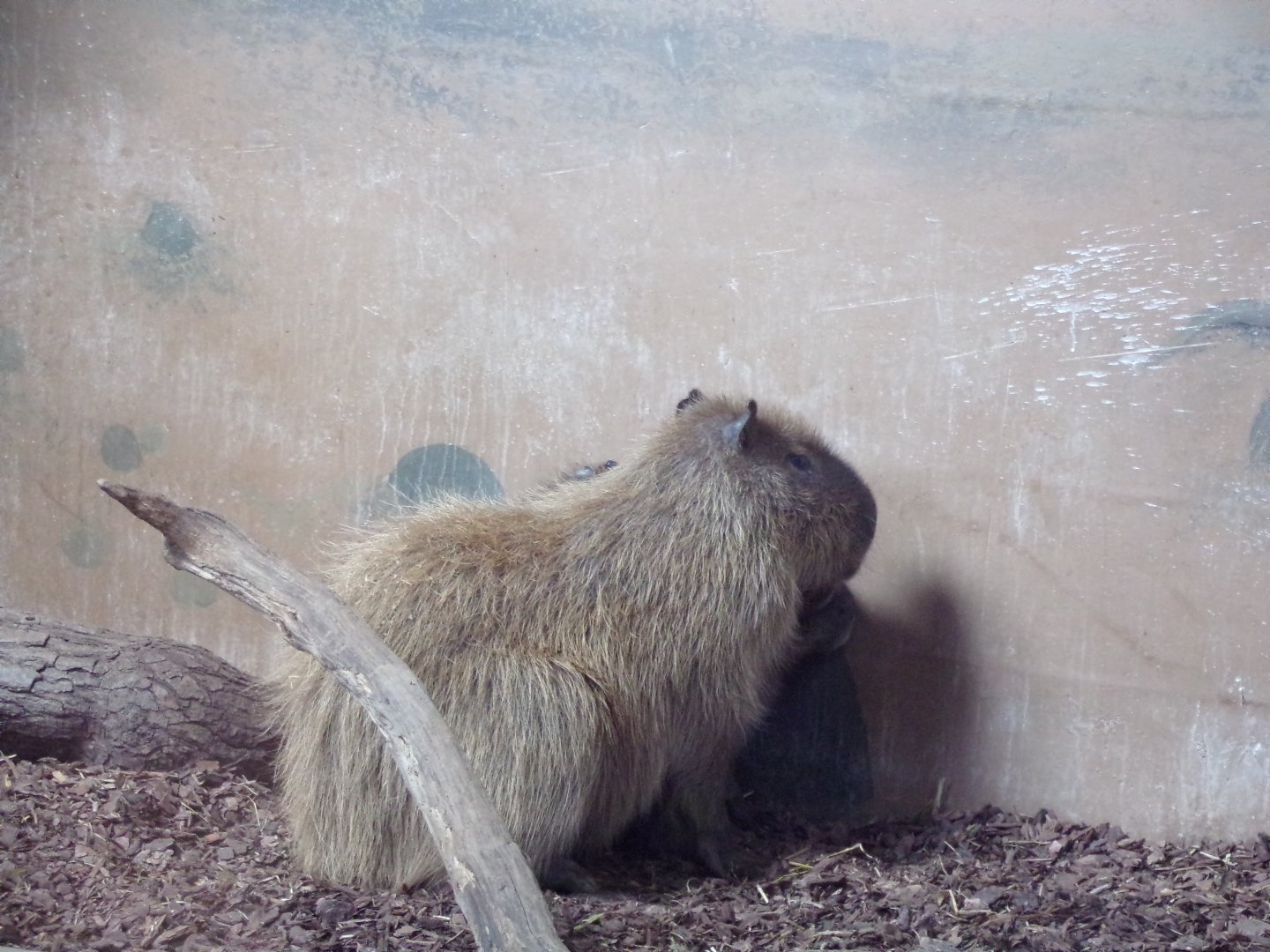 Capybara staring at a wall 14.10.23