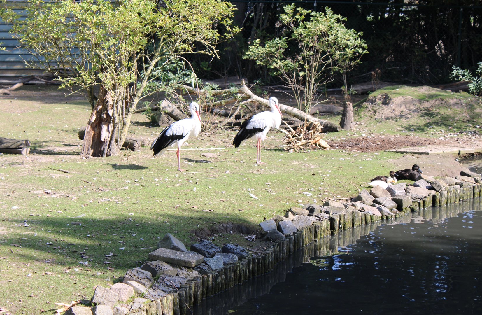 Capybara - Stork - Waterfowl enclosure
