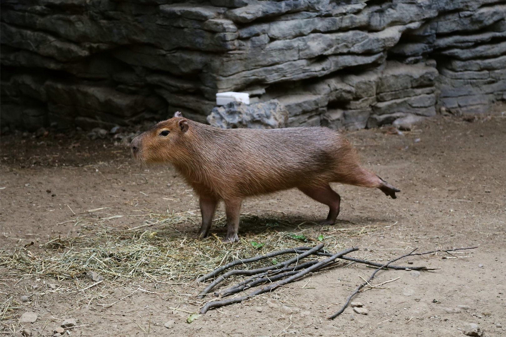 Capybara Stretching, July 2015