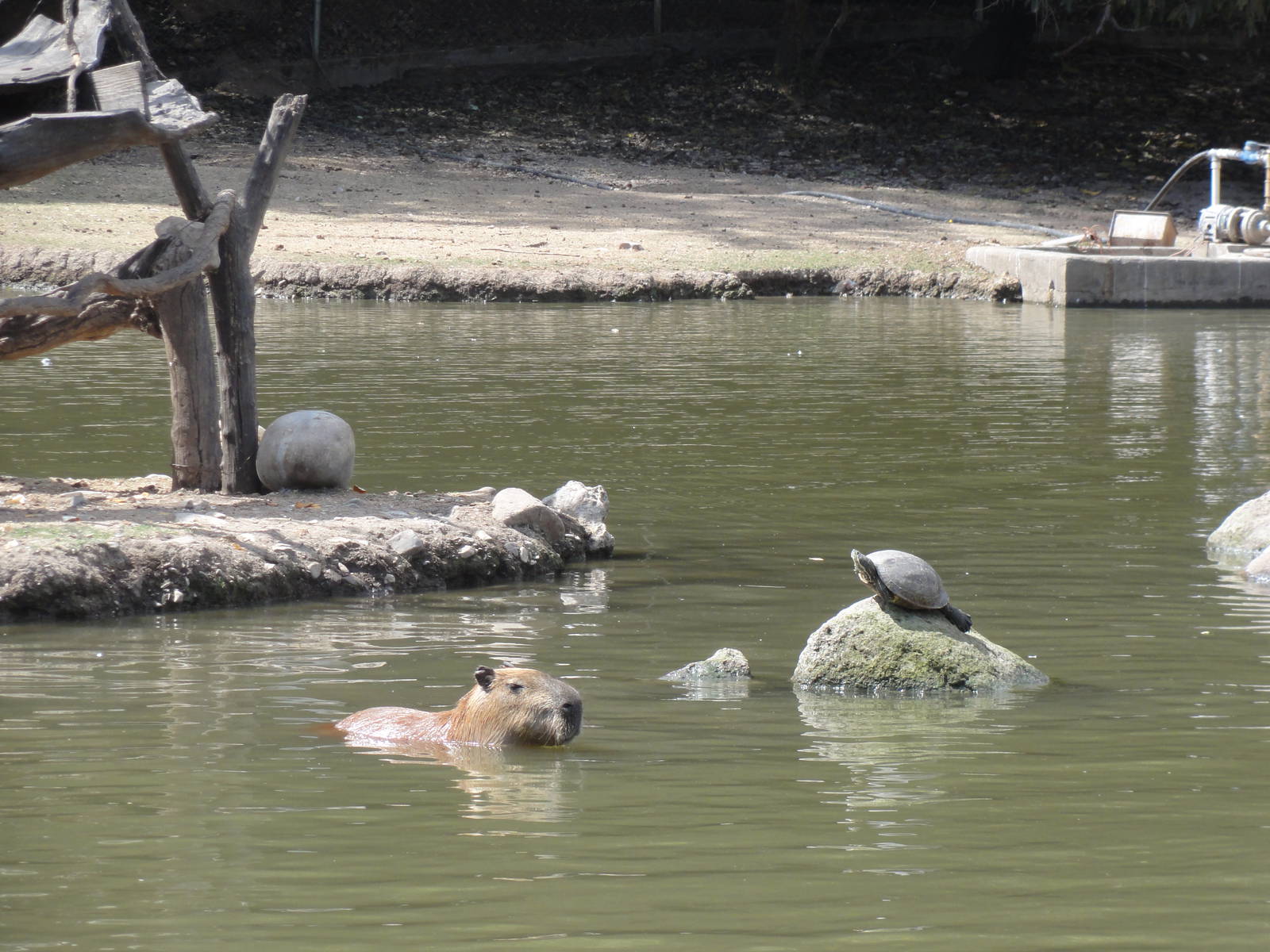 Capybara swiming by turtle