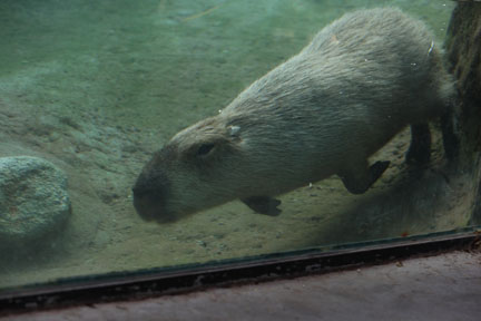 capybara swimming underwater