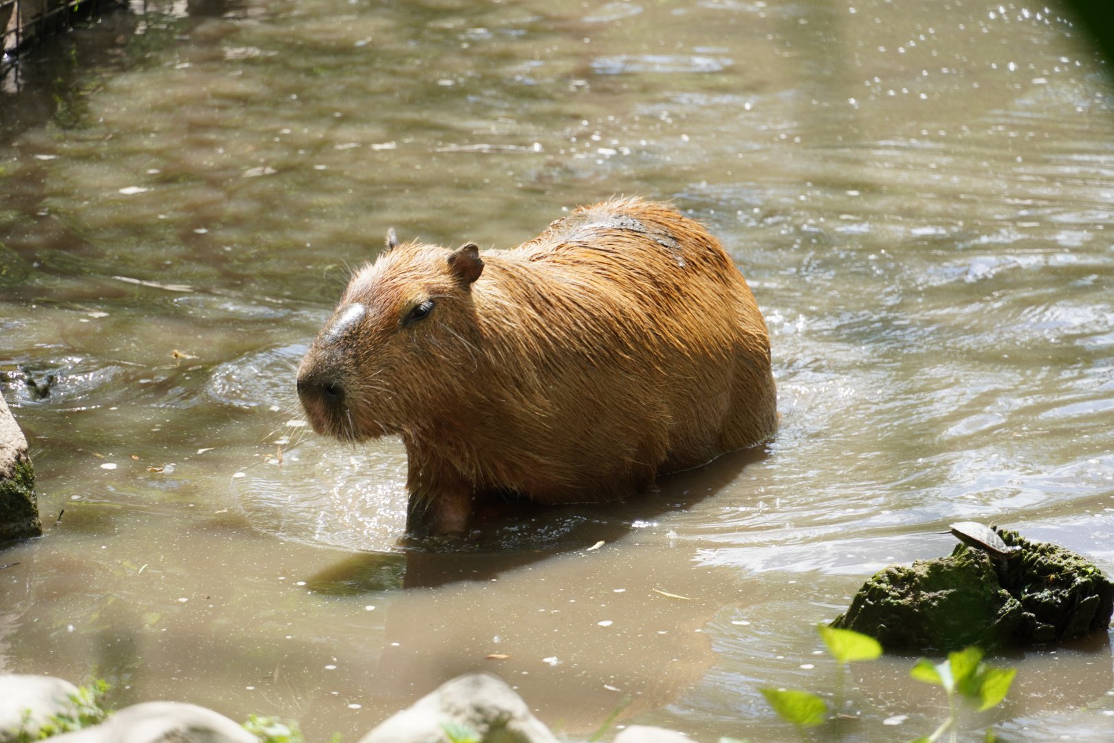 Capybara Swimming