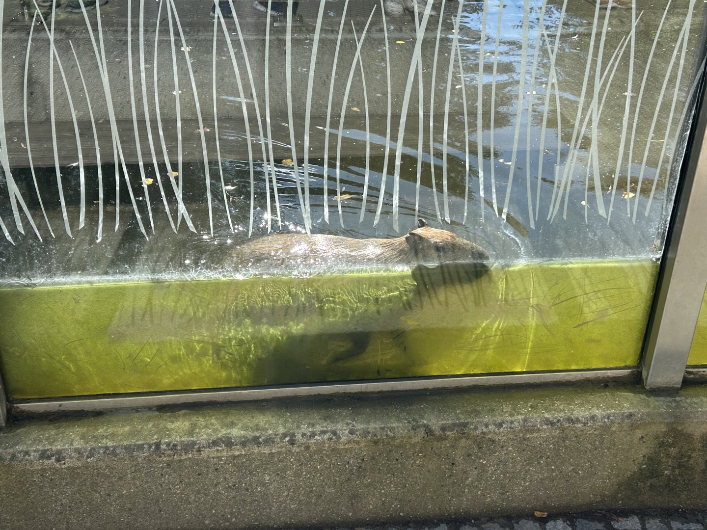 Capybara Swimming