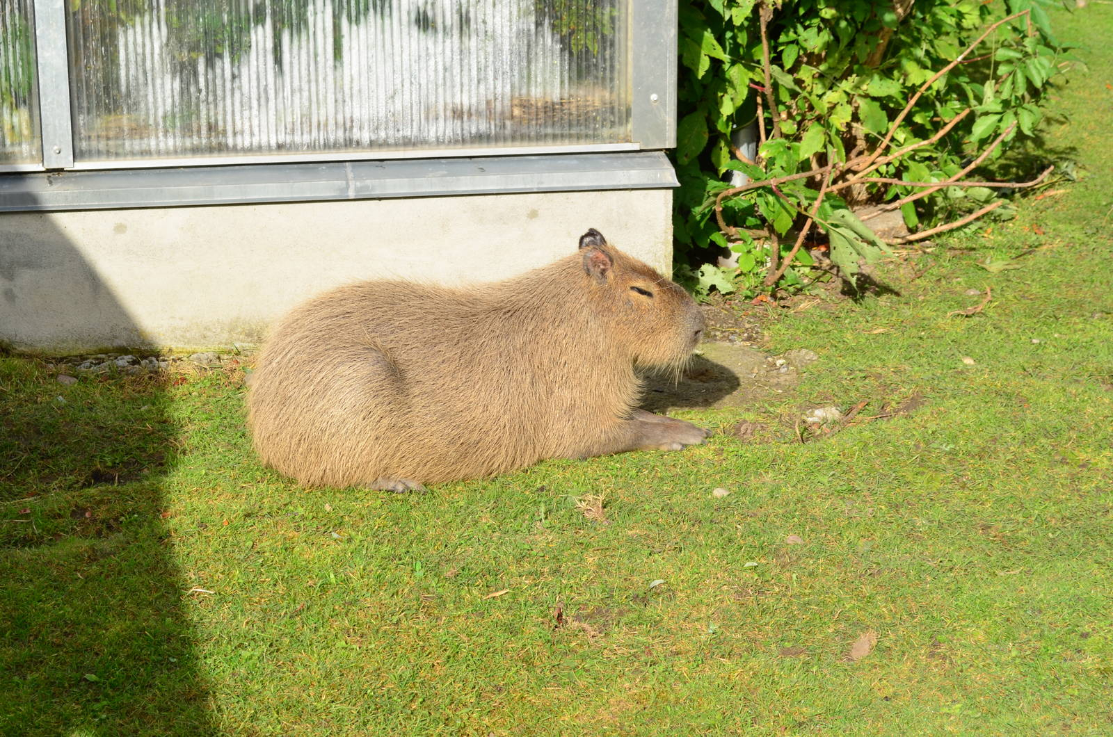 Capybara taking son