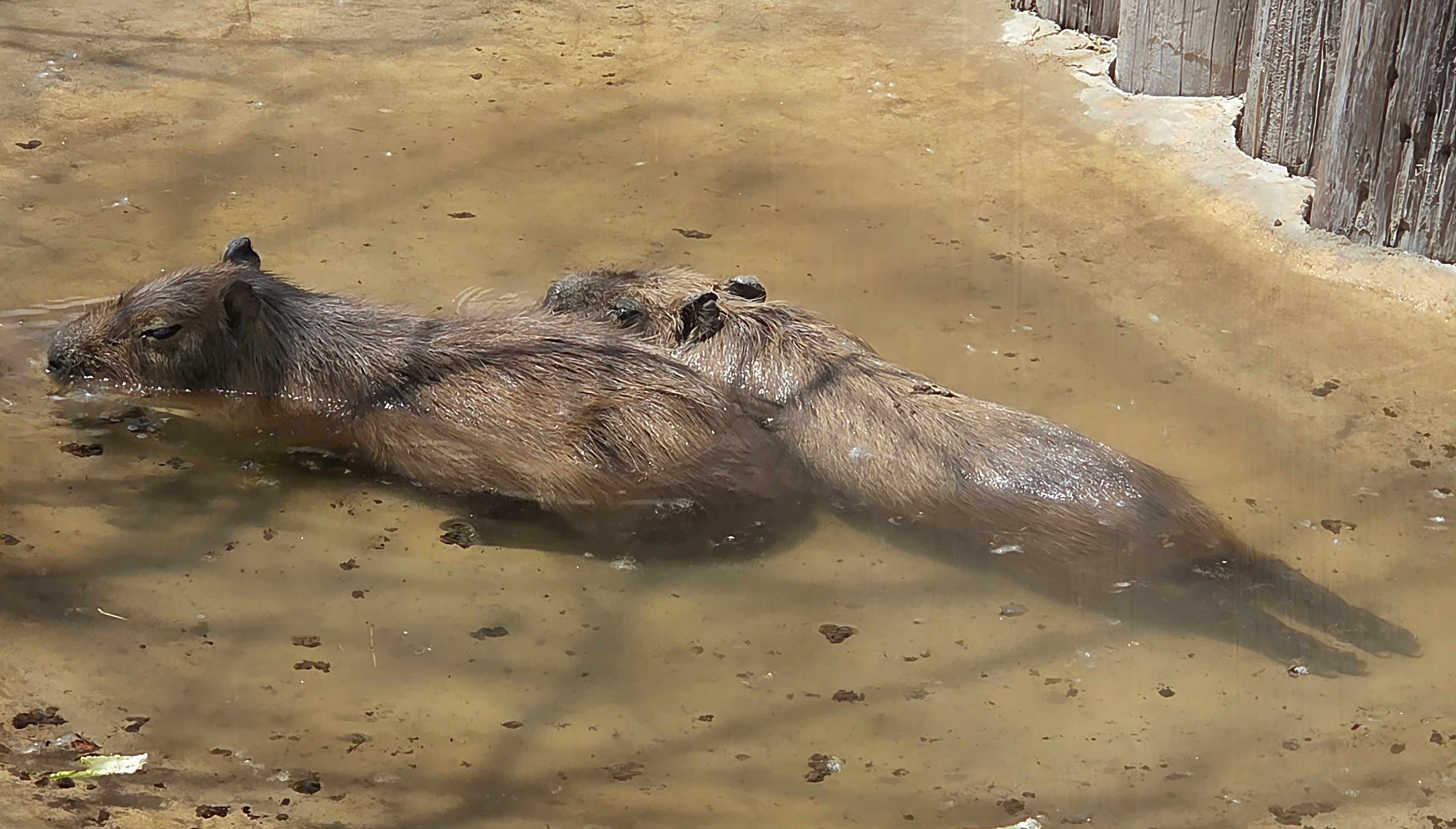 Capybara-Tanganyika Wildlife Park