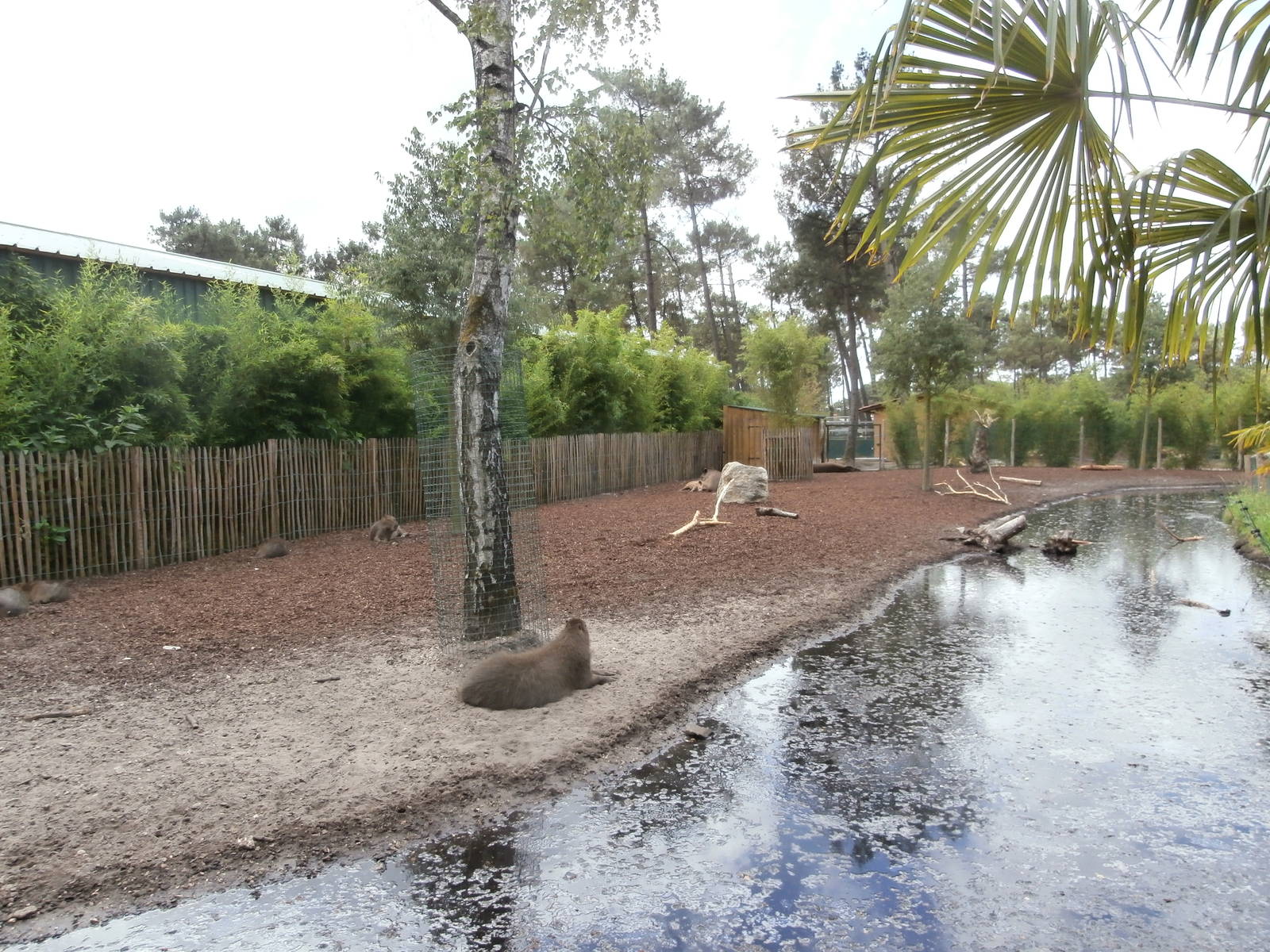 Capybara/tapir enclsoure