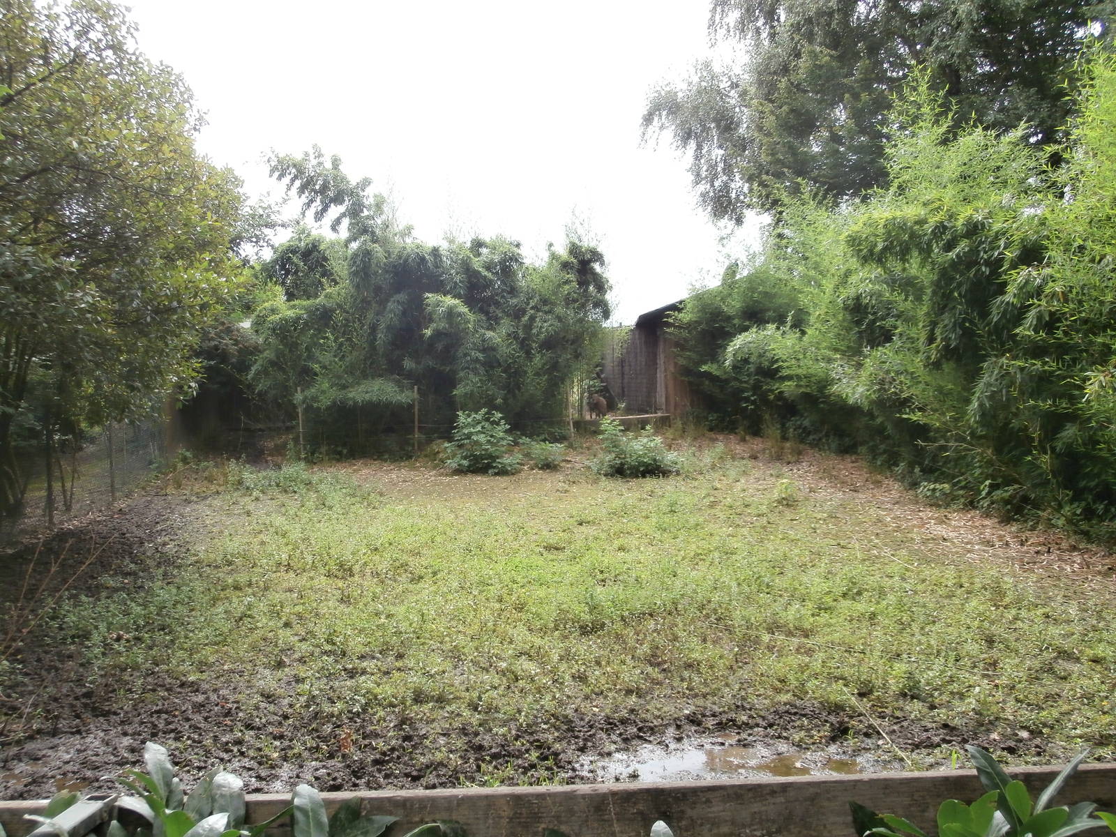 Capybara temporary holding enclosure