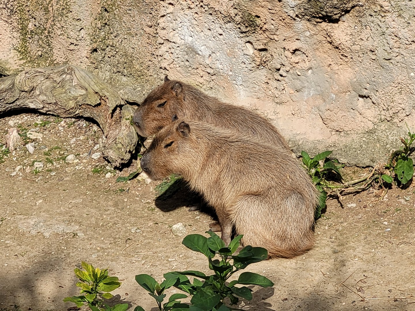 Capybara -TerraNatura Benidorm (2022)