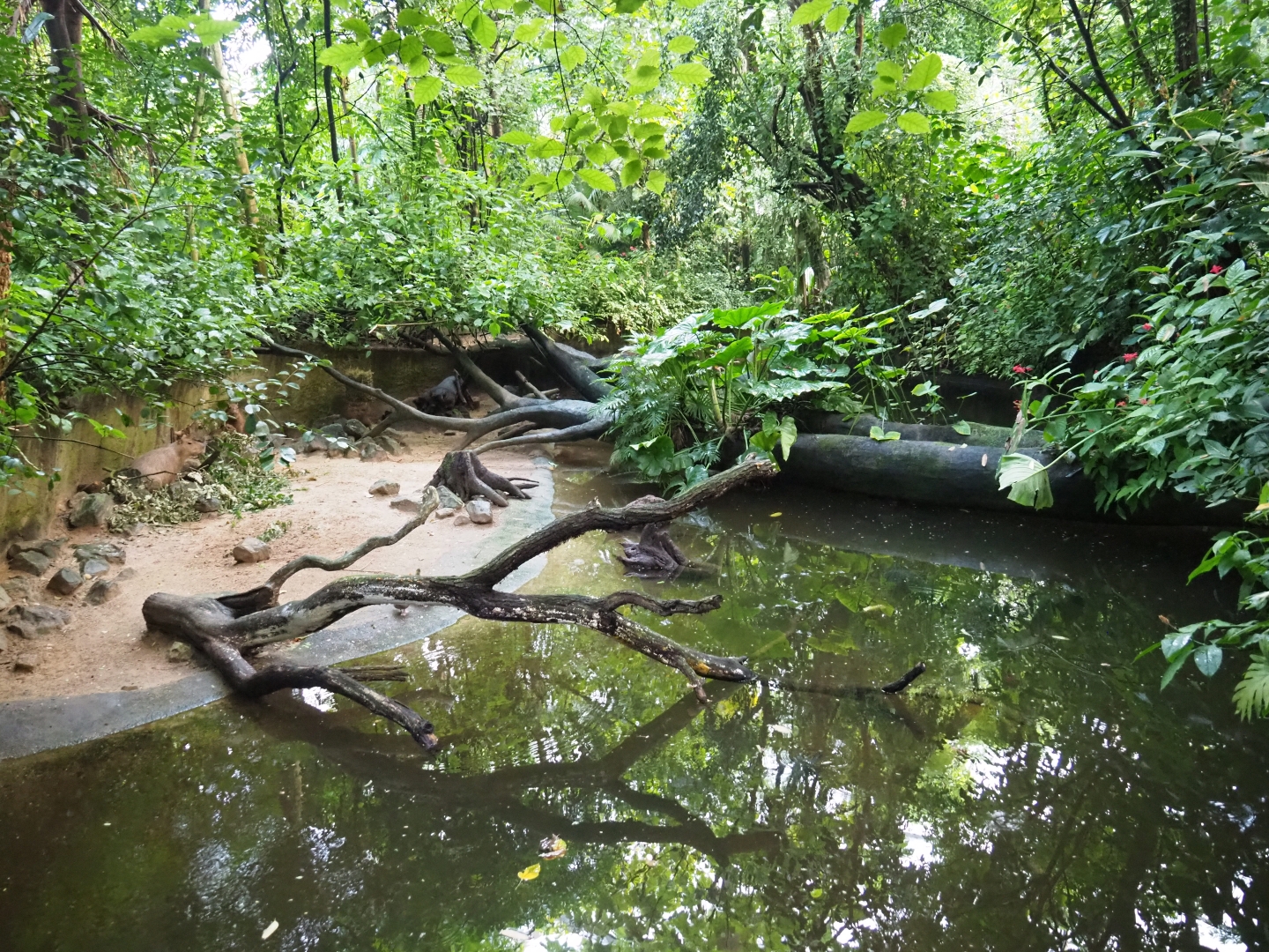Capybara - Turtle exhibit (Sep 16th, 2018)