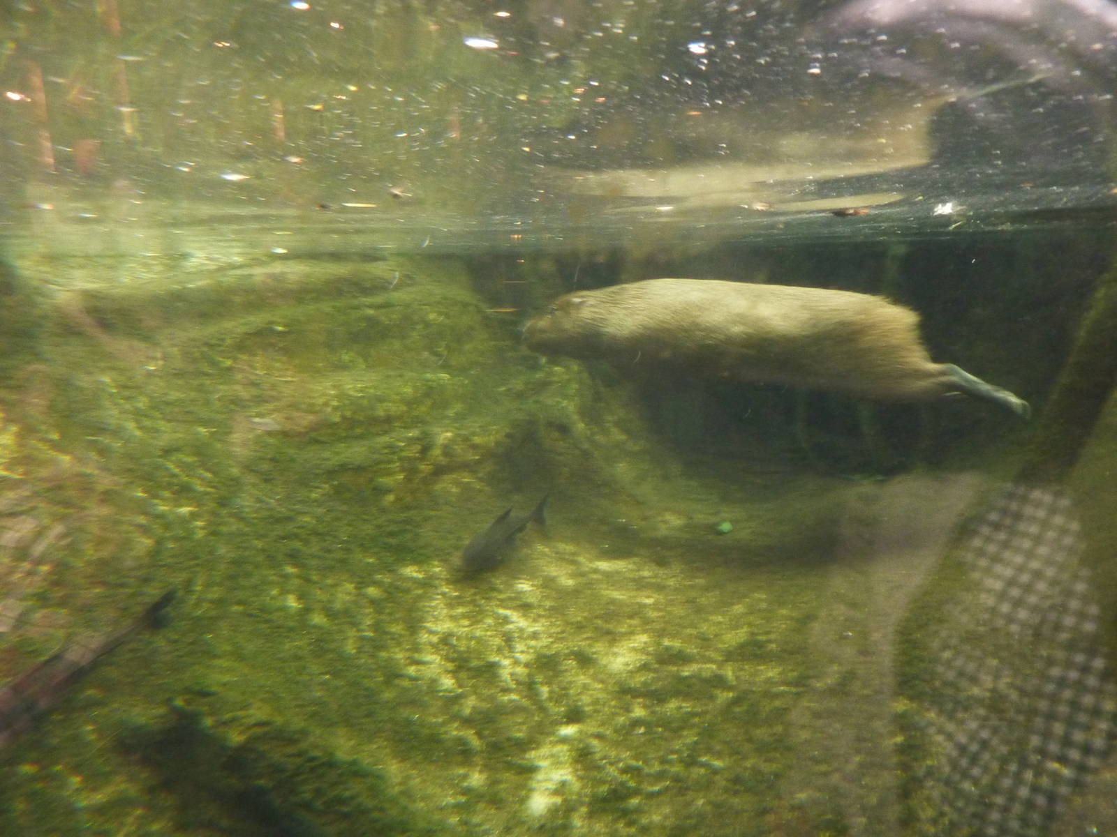 Capybara underwater, 7th April 2012.
