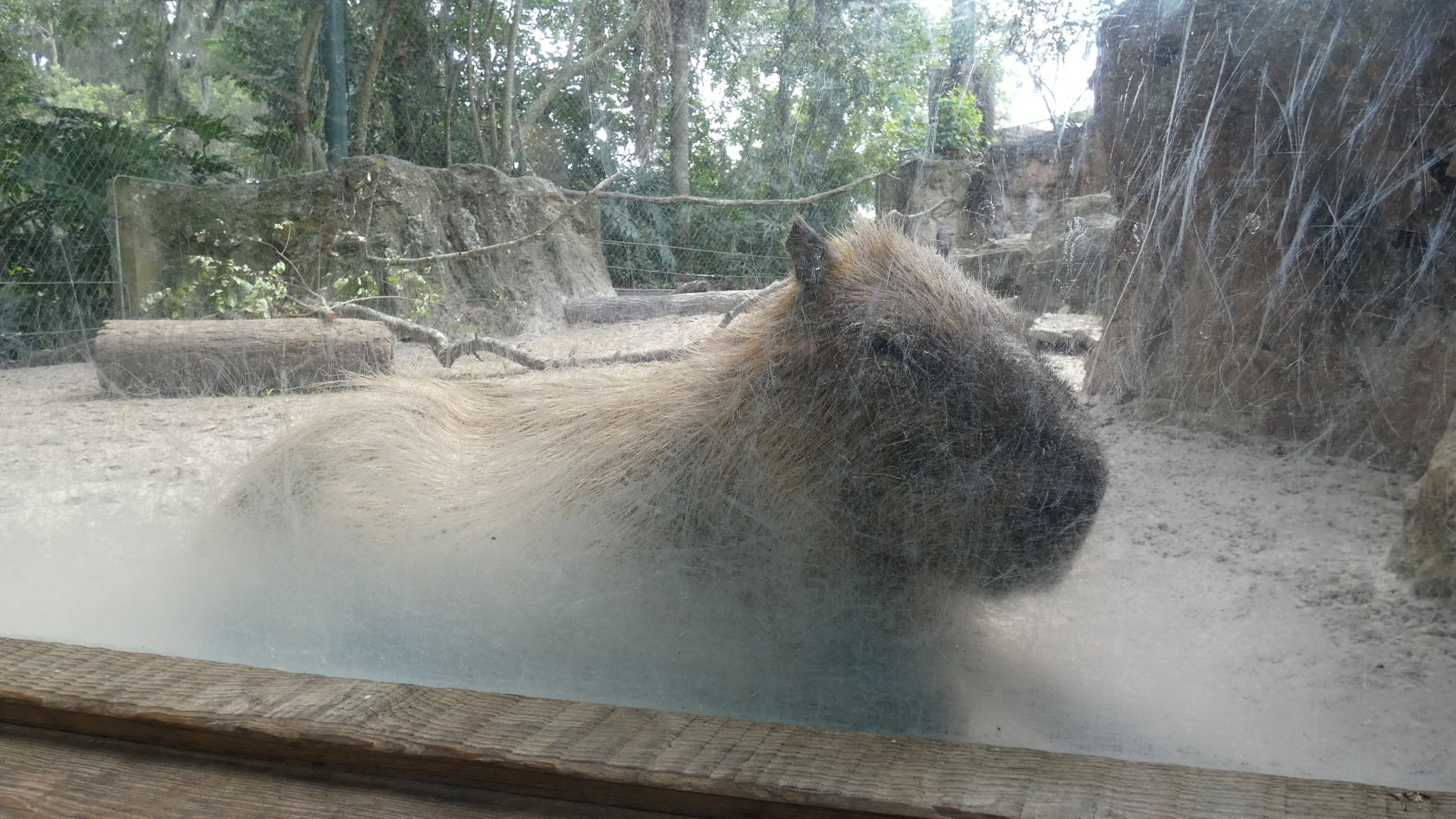 Capybara Up-close, South America: Range of the Jaguar - June 2022