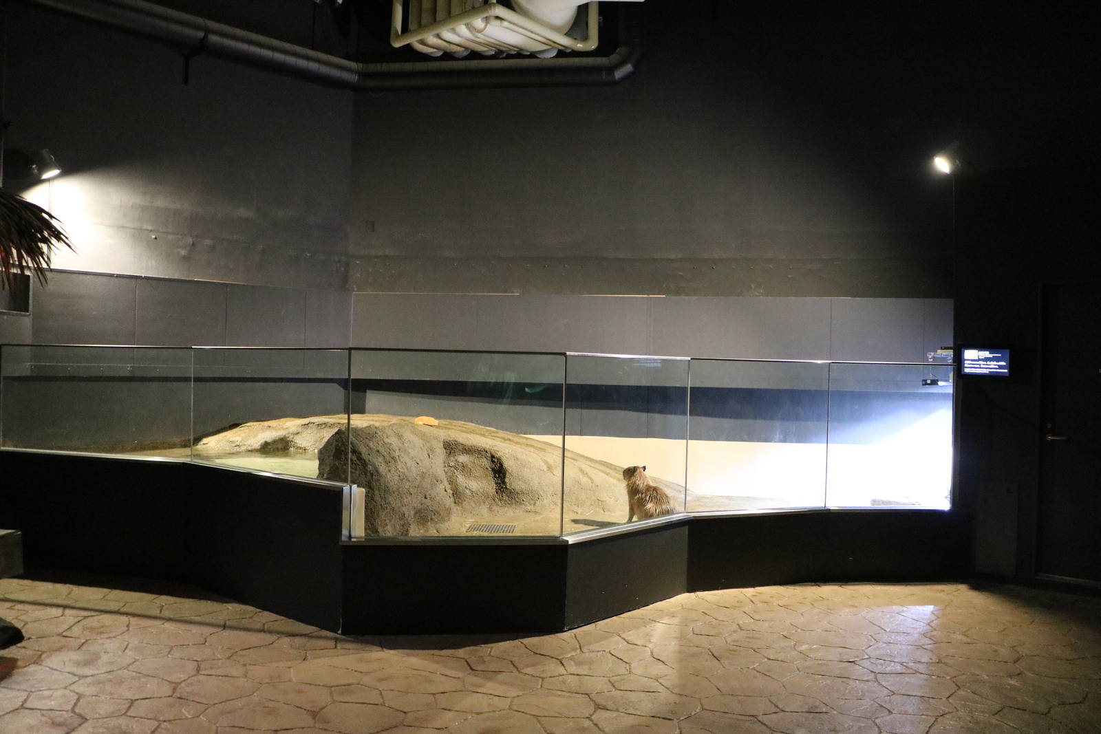 Capybara viewing area - EPSON Aqua Park, February 2016