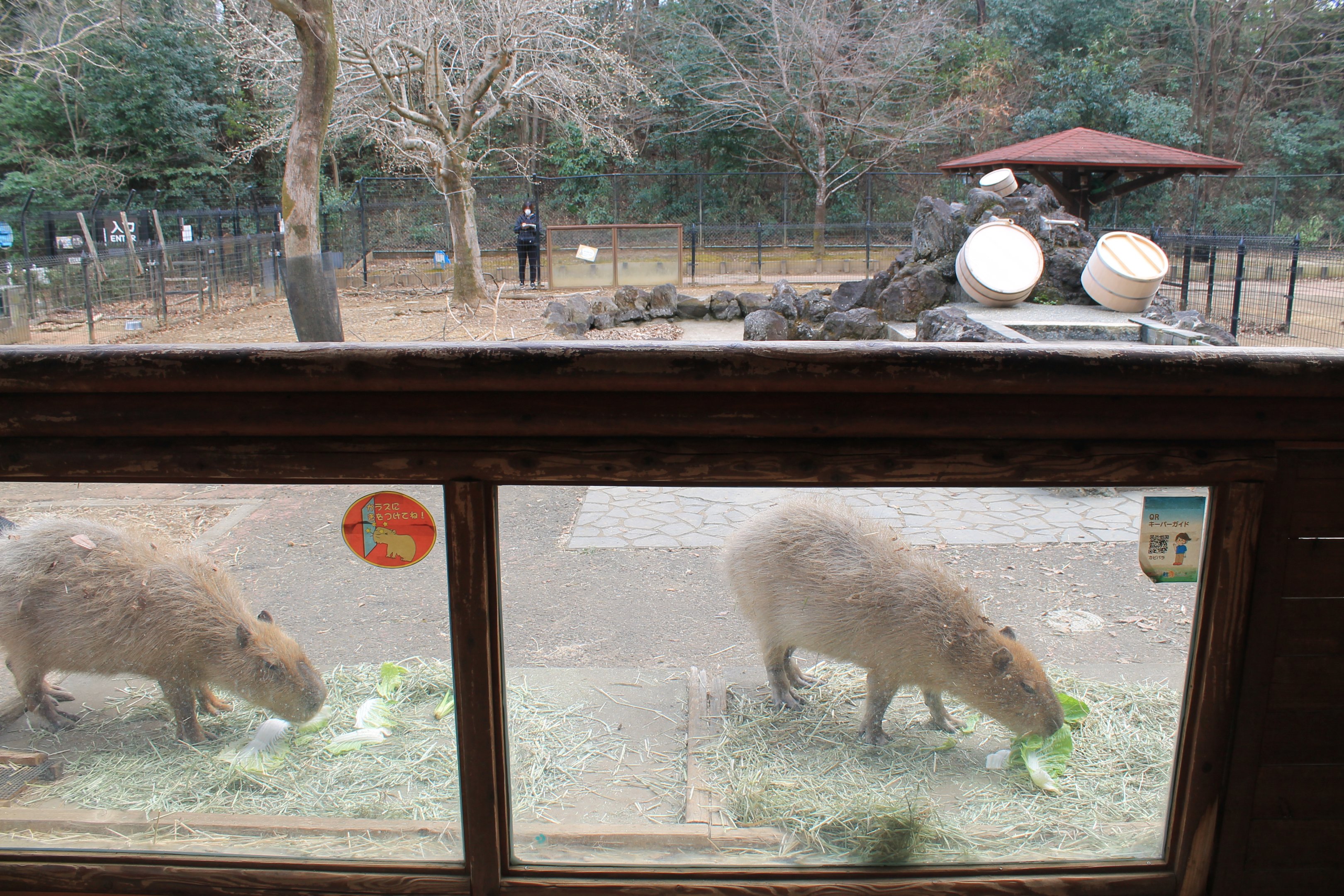 Capybara viewing - Saitama Childrens Zoo