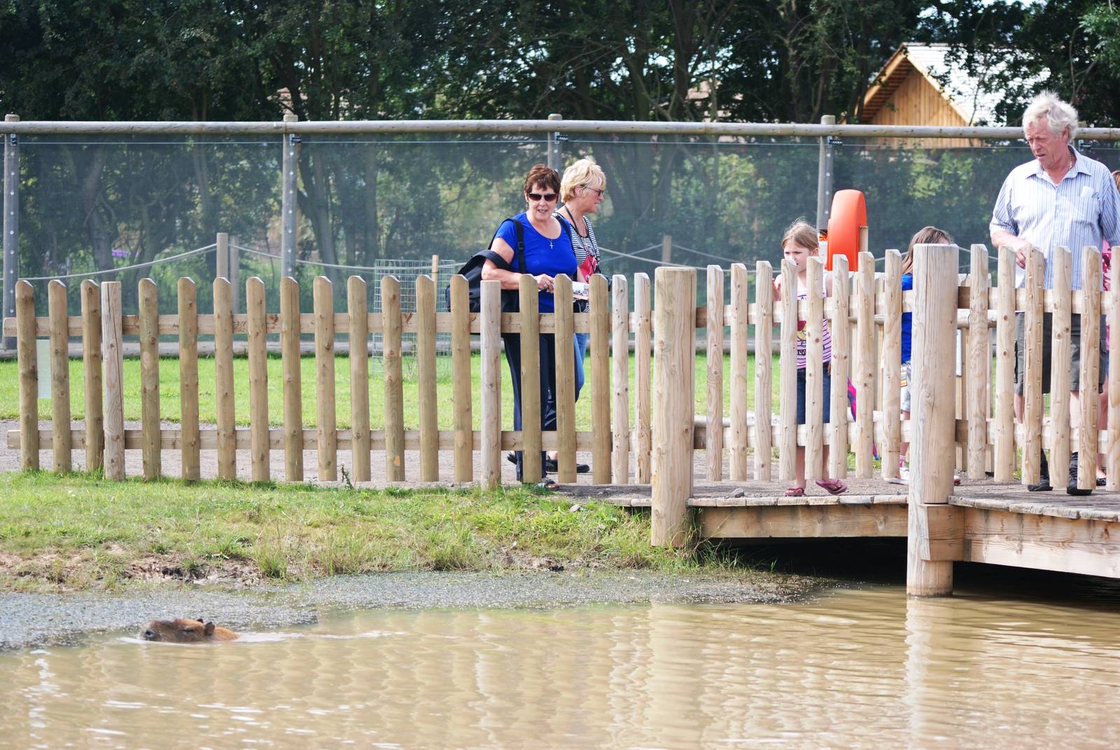 Capybara Wallow at Yorkshire WP, 05/08/12